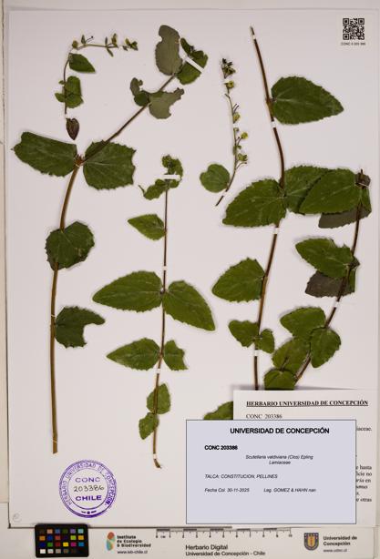Scutellaria valdiviana [Espécimen: ]