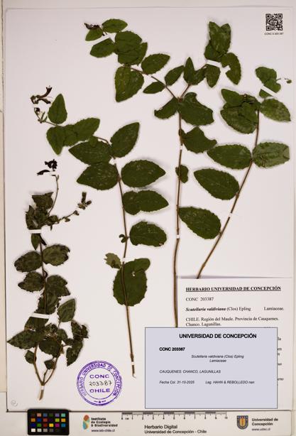 Scutellaria valdiviana [Espécimen: ]