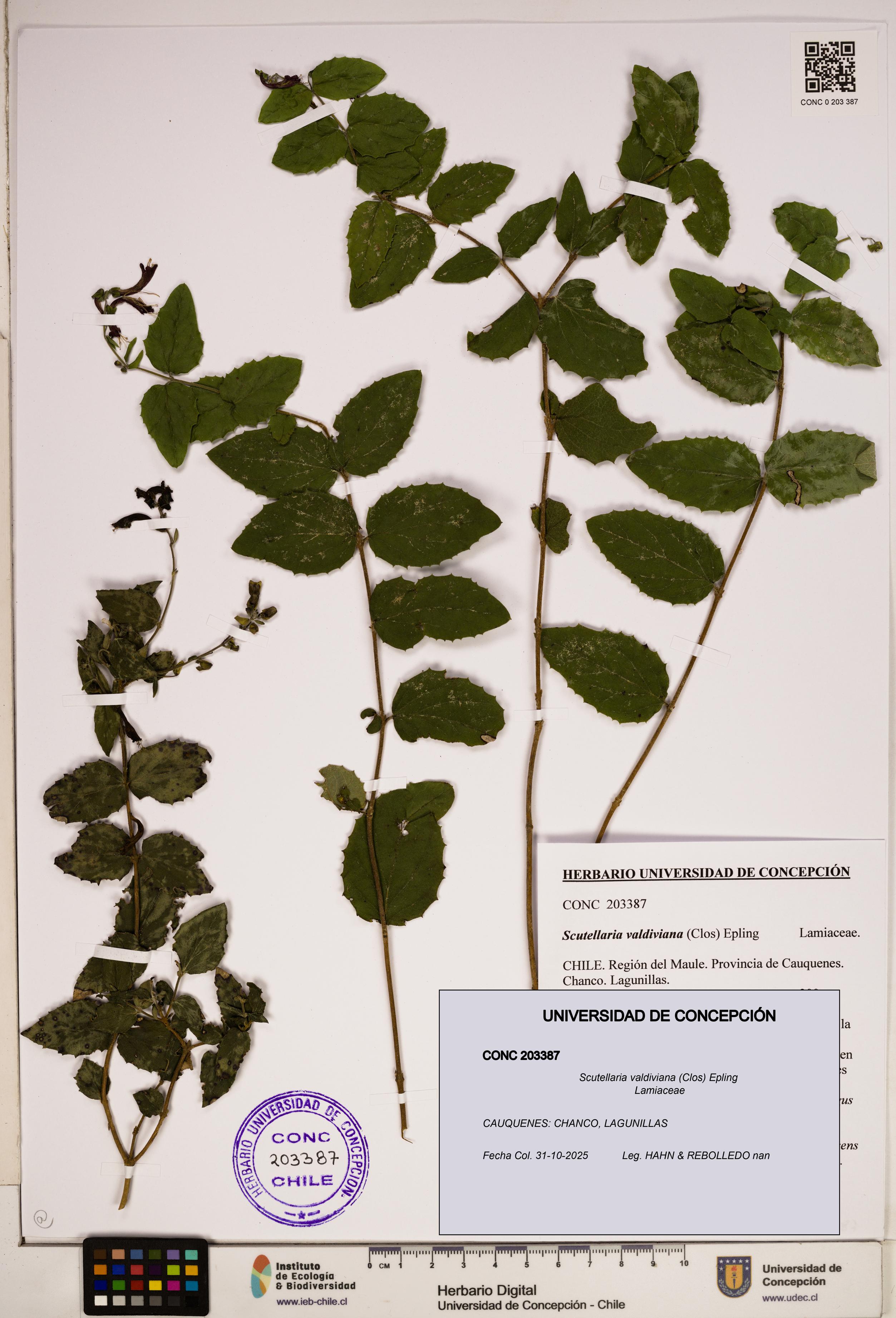 Scutellaria valdiviana [Espécimen: ]
