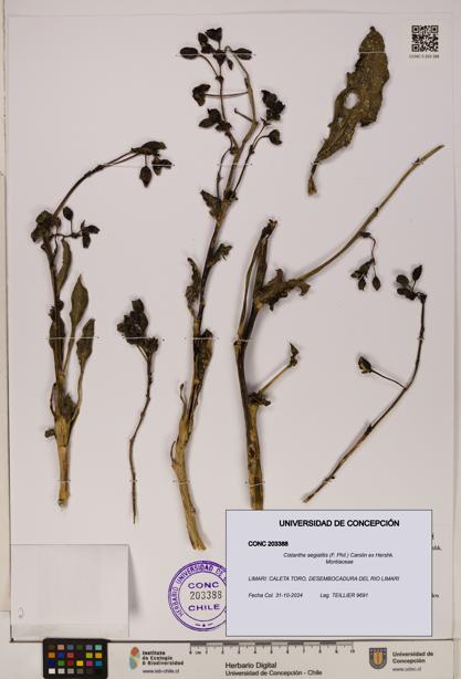 Cistanthe aegialitis [Espécimen: UDEC:CONC:0203388]