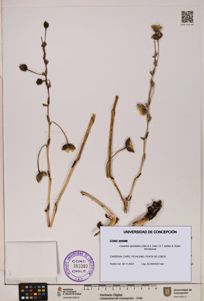Cistanthe spectabilis [Espécimen: UDEC:CONC:0203389]