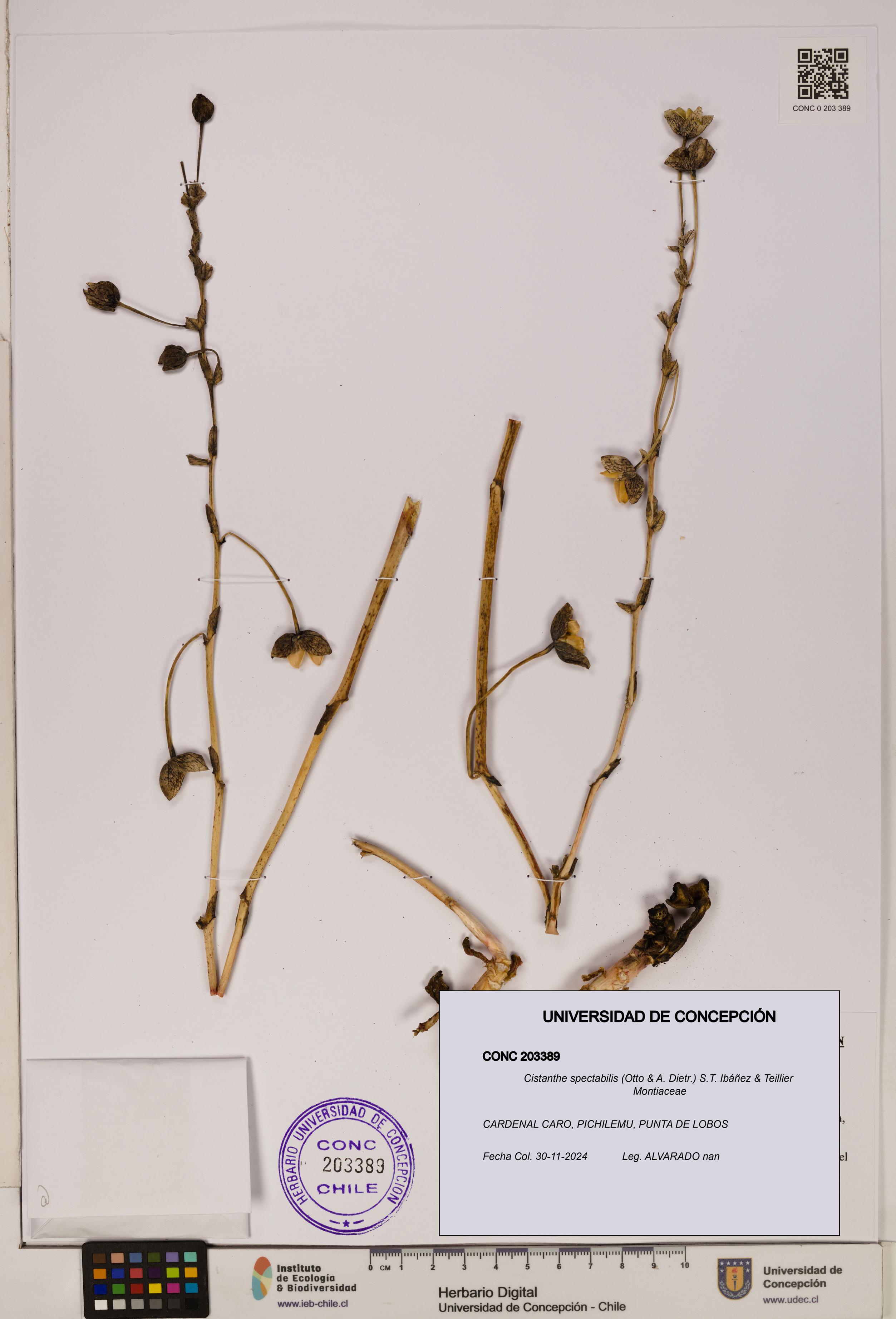 Cistanthe spectabilis [Espécimen: UDEC:CONC:0203389]