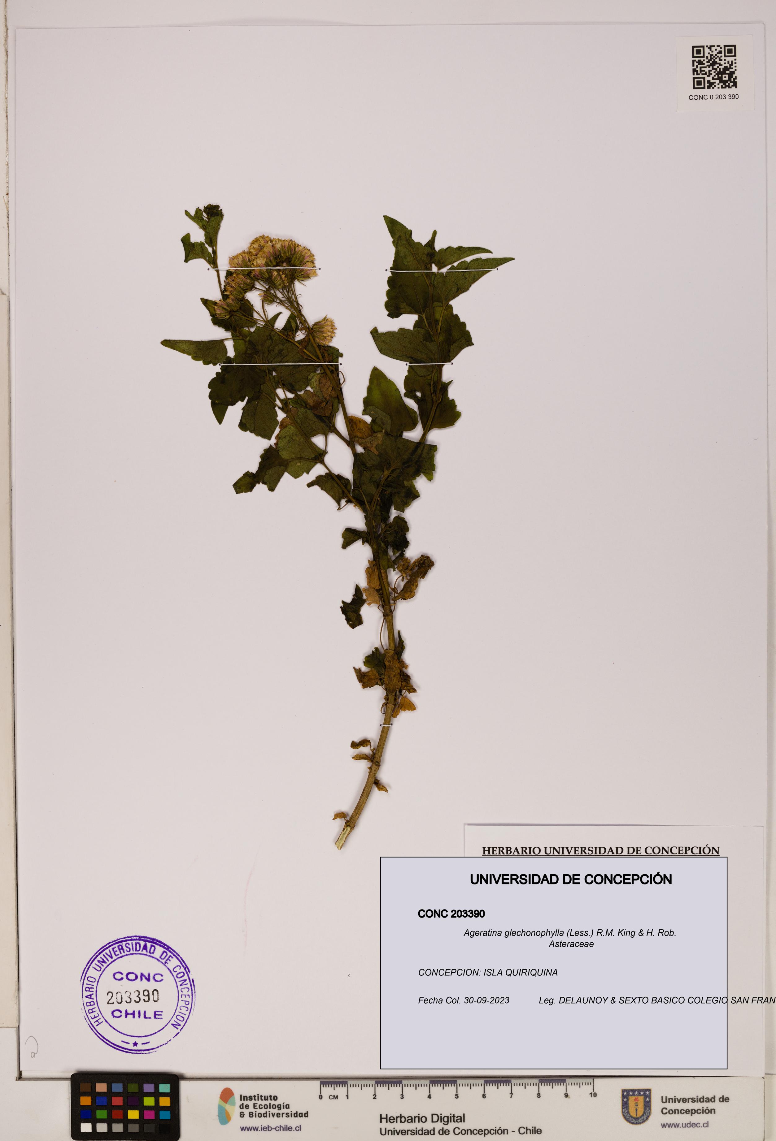 Ageratina glechonophylla [Espécimen: UDEC:CONC:0203390]