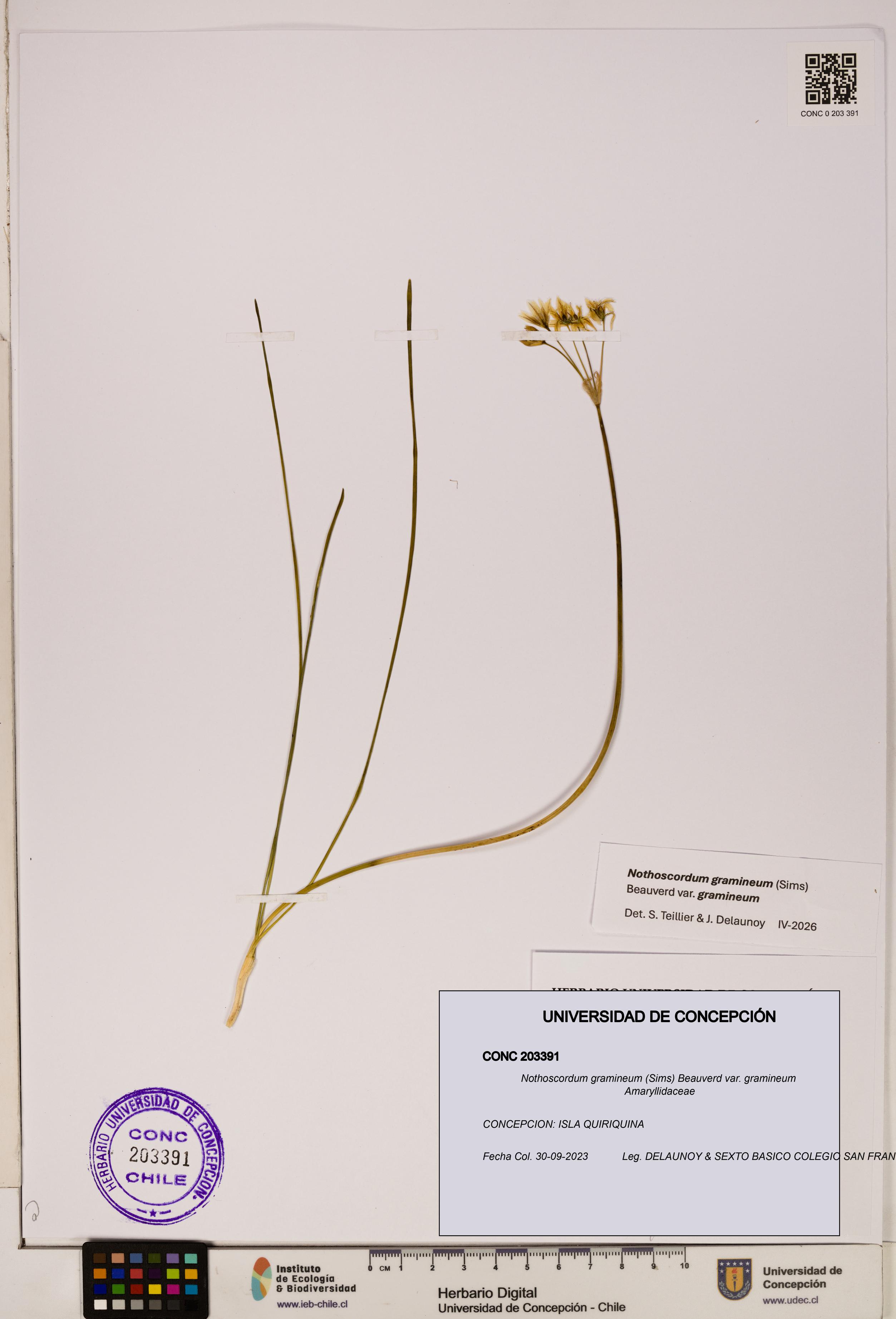 Nothoscordum gramineum var. gramineum [Espécimen: UDEC:CONC:0203391]