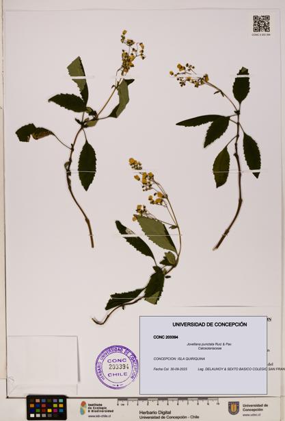 Jovellana punctata [Espécimen: UDEC:CONC:0203394]