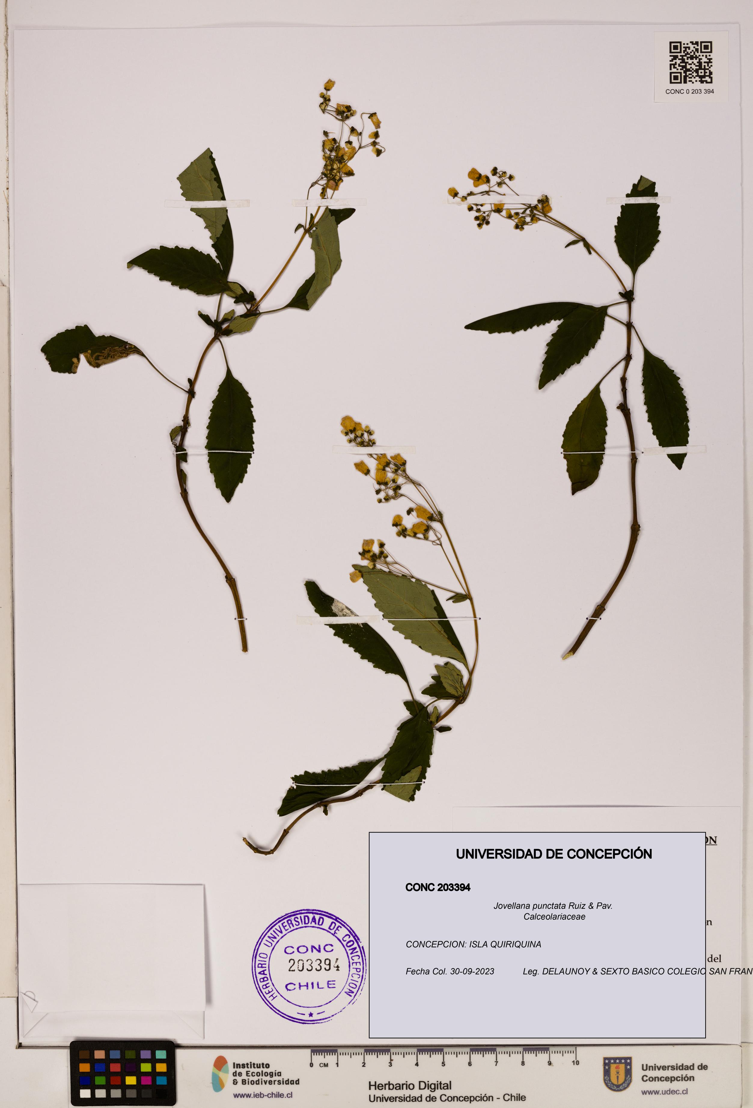 Jovellana punctata [Espécimen: UDEC:CONC:0203394]