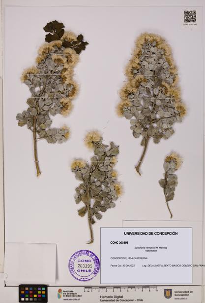 Baccharis vernalis [Espécimen: UDEC:CONC:0203395]