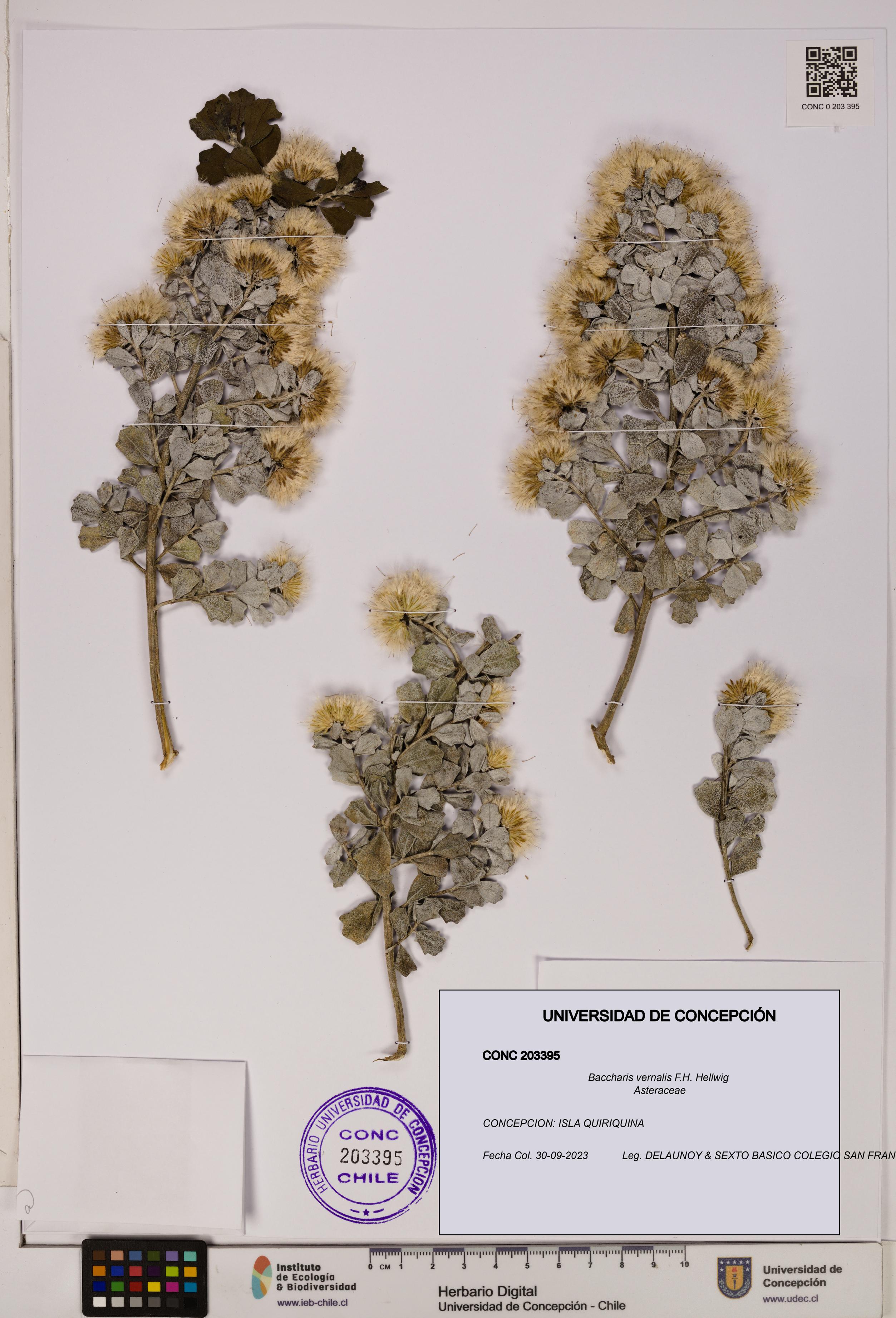 Baccharis vernalis [Espécimen: UDEC:CONC:0203395]