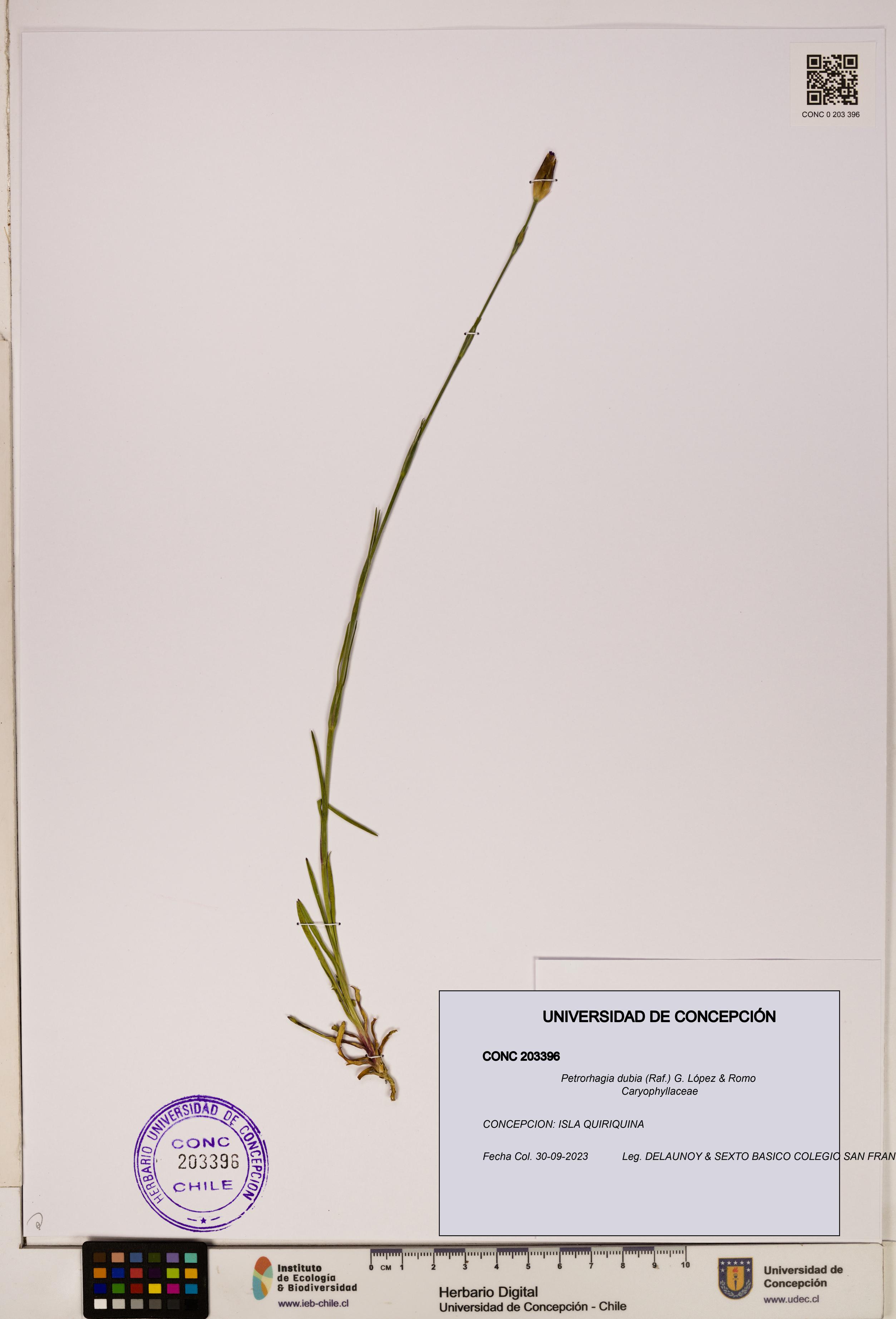 Petrorhagia dubia [Espécimen: ]