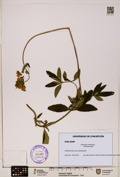 Calceolaria integrifolia [Espécimen: UDEC:CONC:0203397]
