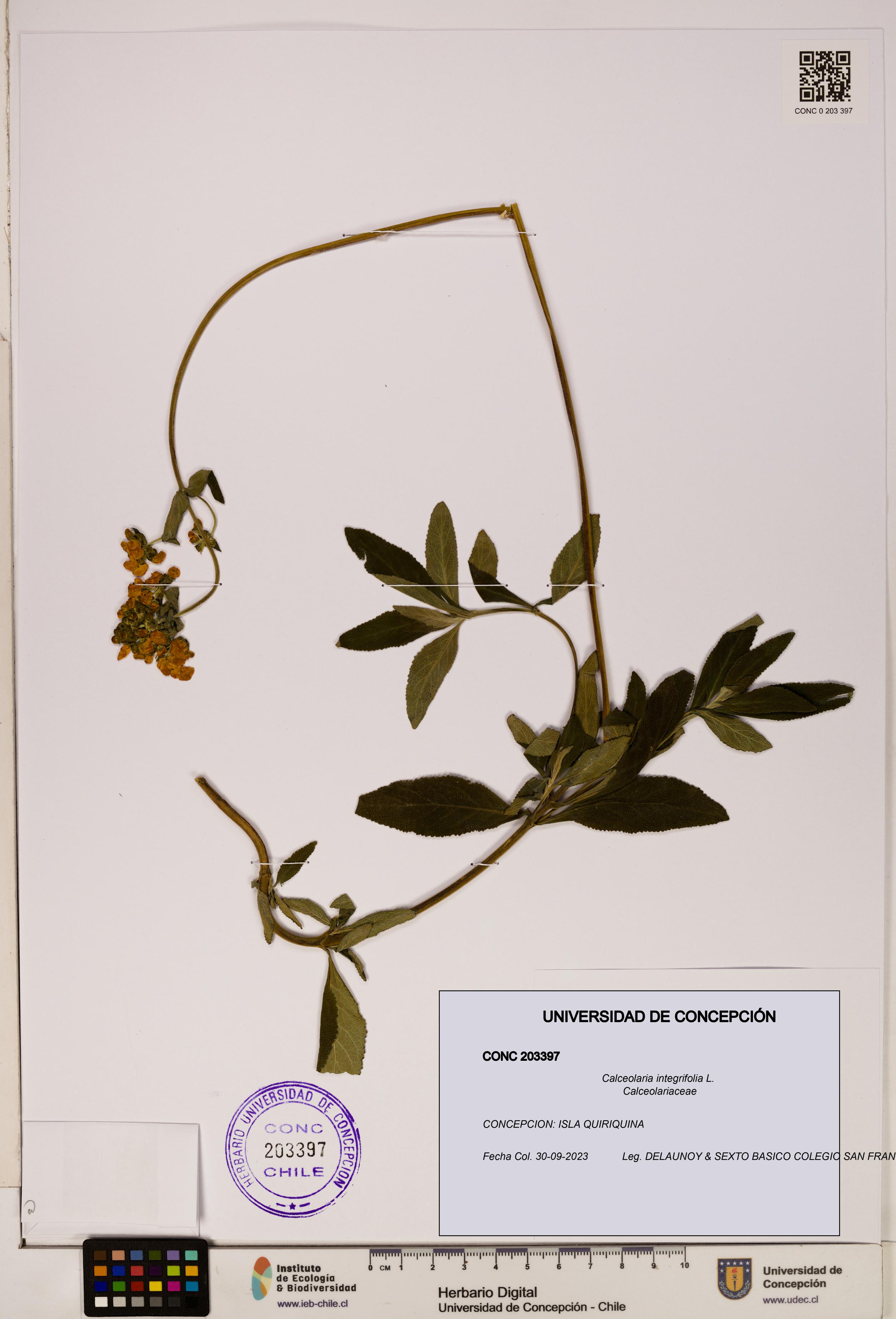 Calceolaria integrifolia [Espécimen: UDEC:CONC:0203397]