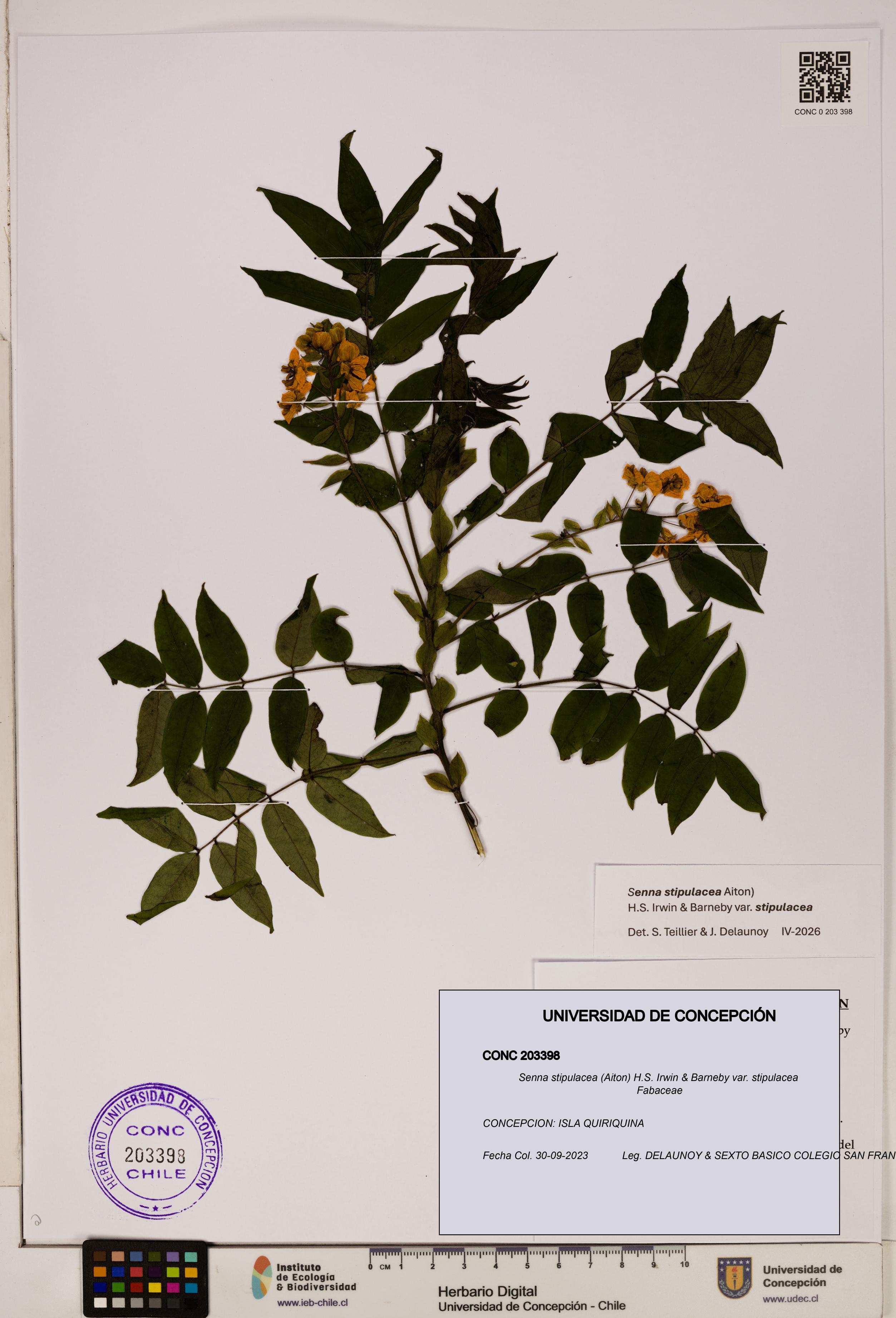 Senna stipulacea var. stipulacea [Espécimen: ]