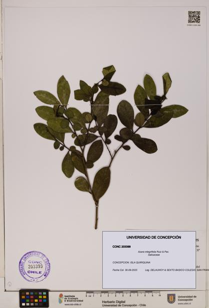 Azara integrifolia [Espécimen: ]