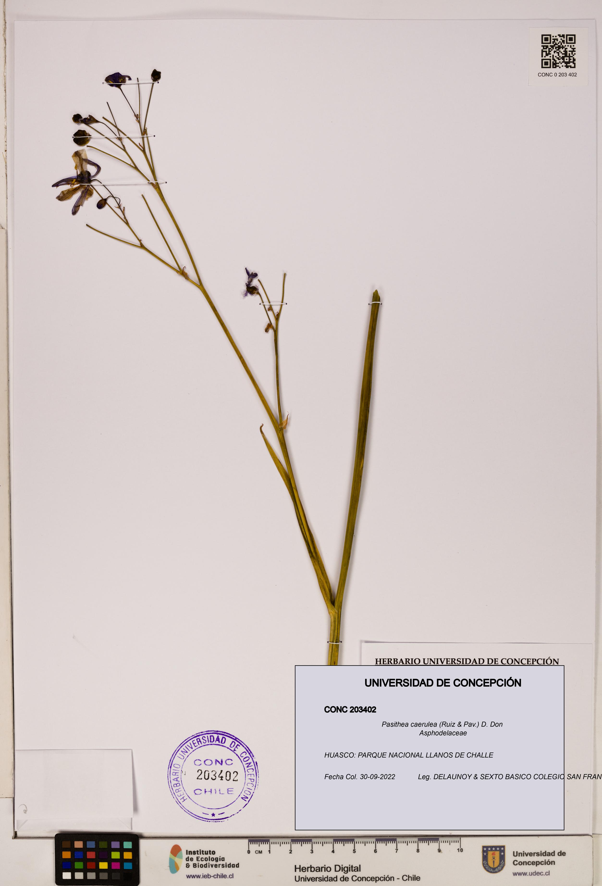 Pasithea caerulea [Espécimen: ]