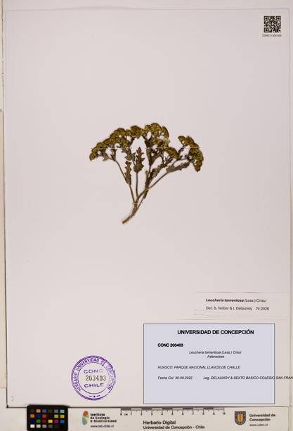 Leucheria tomentosa [Espécimen: UDEC:CONC:0203403]