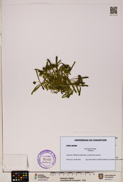 Viola pusilla [Espécimen: UDEC:CONC:0203406]