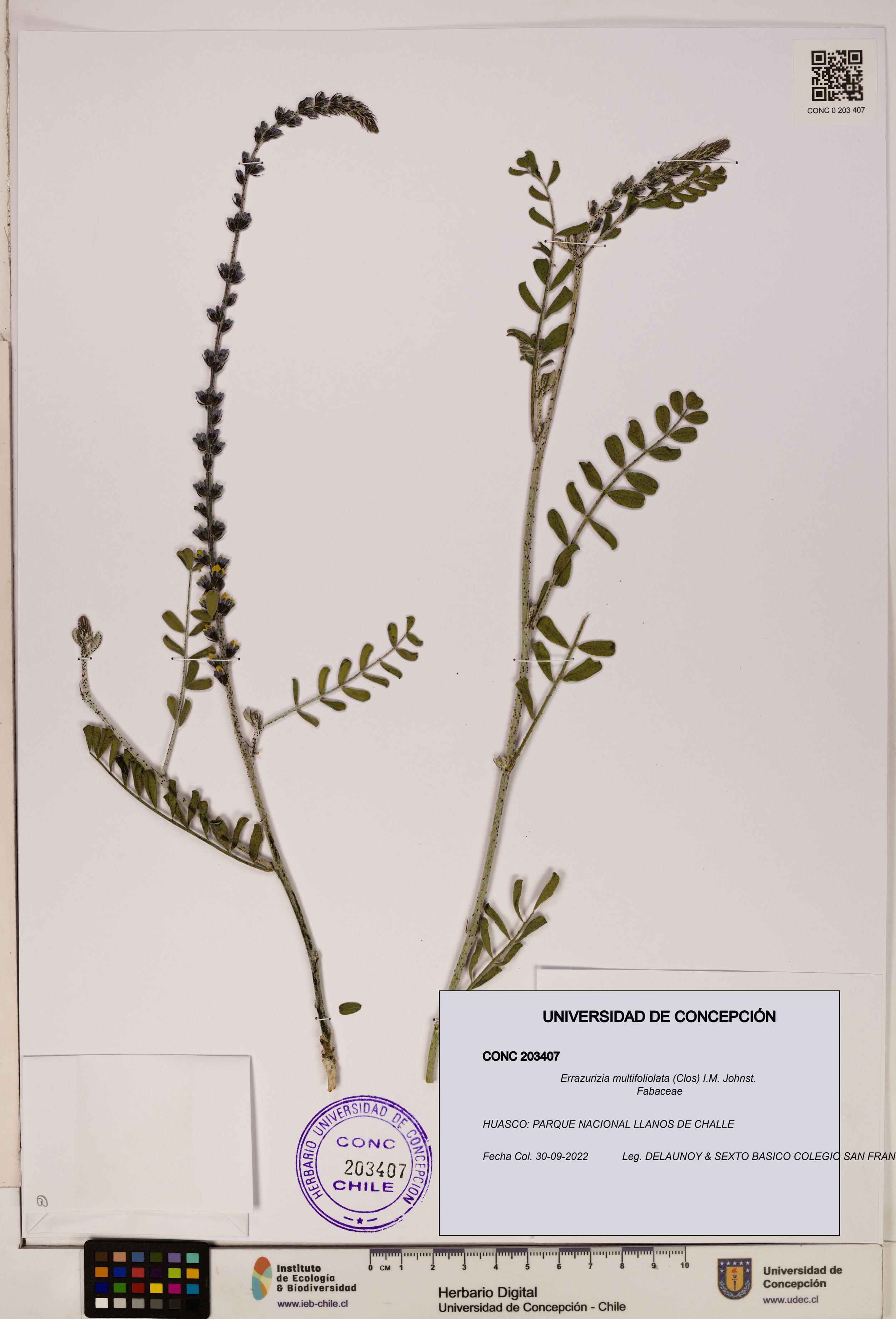 Errazurizia multifoliolata [Espécimen: UDEC:CONC:0203407]