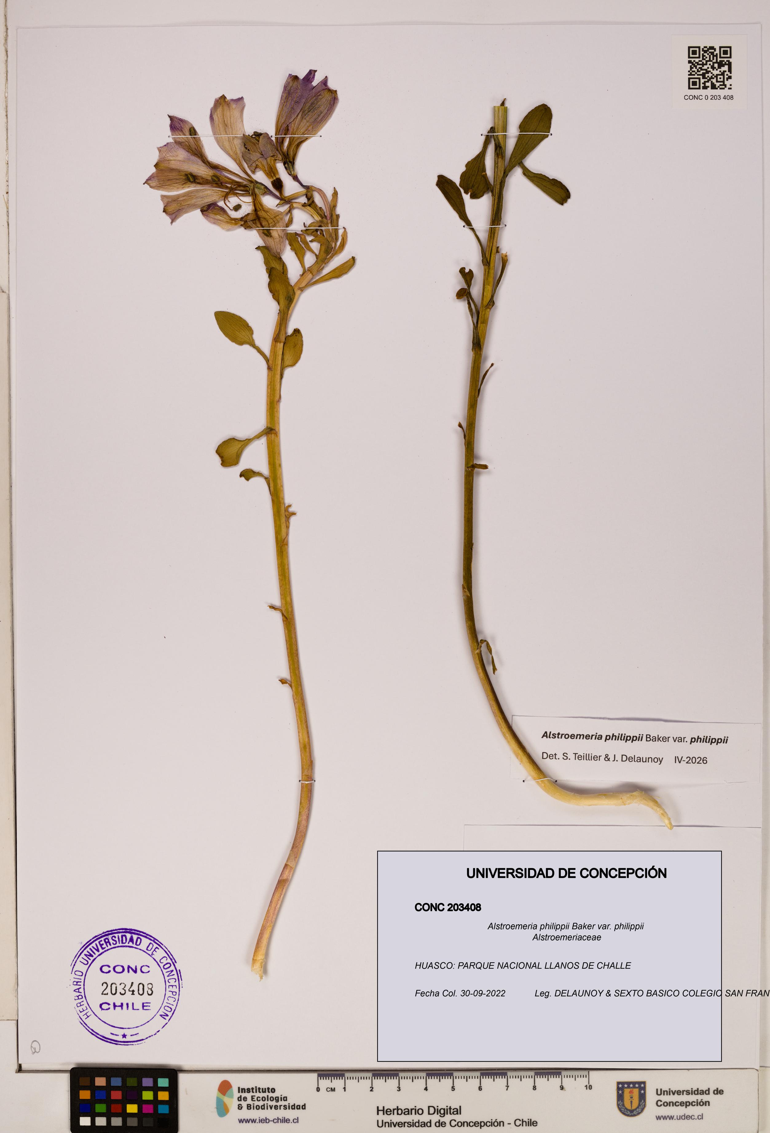 Alstroemeria philippii [Espécimen: UDEC:CONC:0203408]