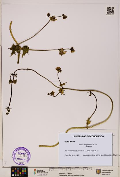 Loasa elongata [Espécimen: UDEC:CONC:0203411]