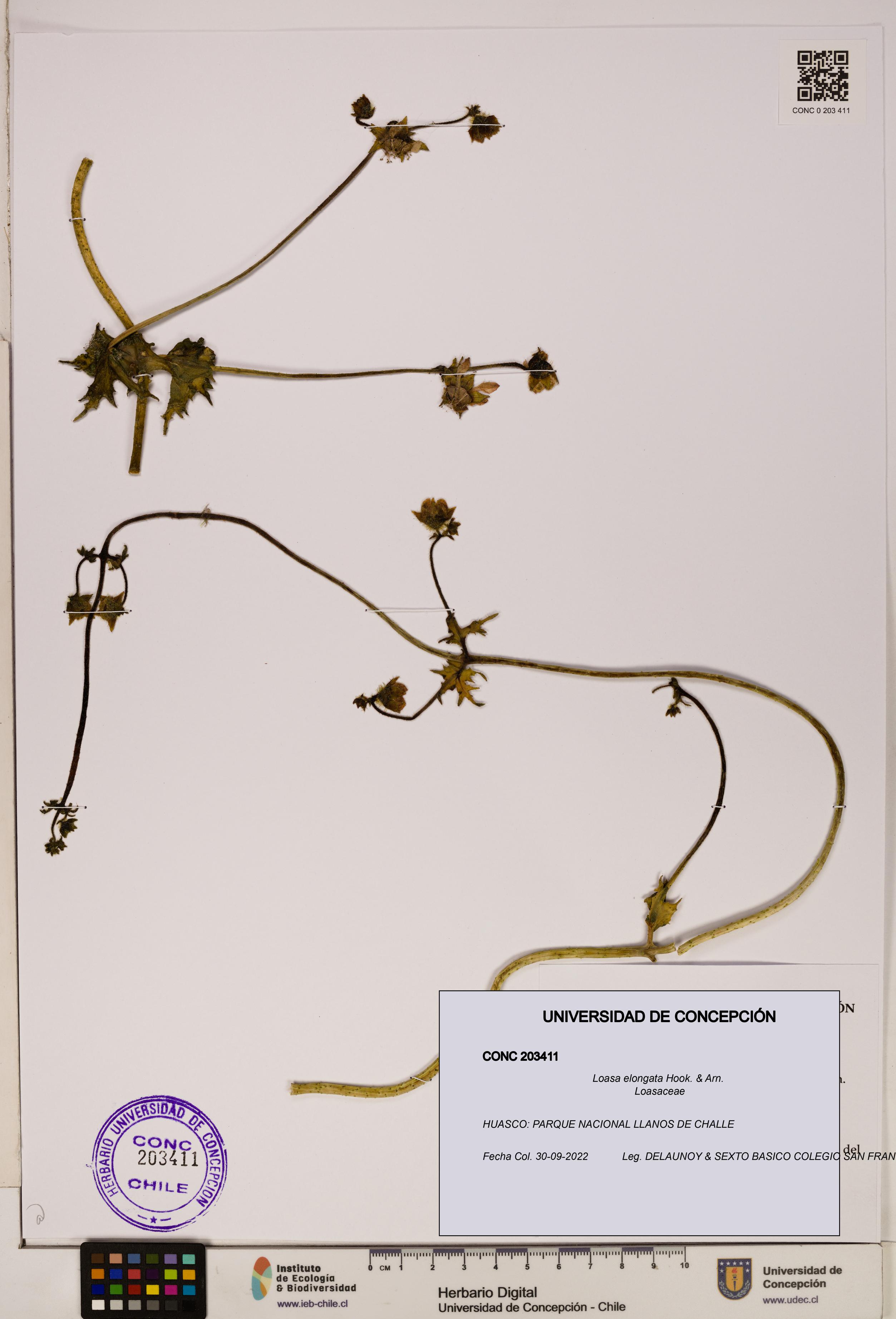Loasa elongata [Espécimen: UDEC:CONC:0203411]