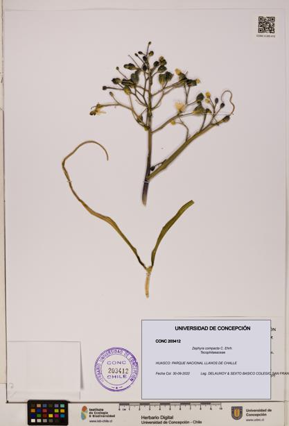 Zephyra compacta [Espécimen: ]