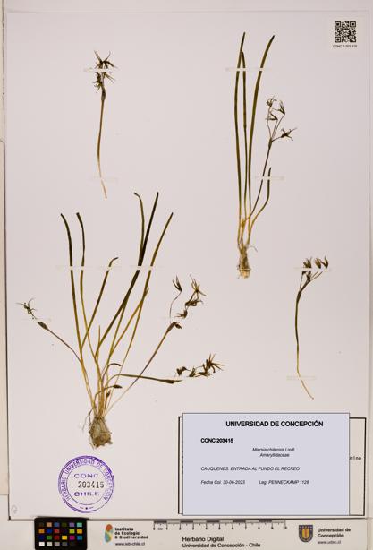 Miersia chilensis [Espécimen: UDEC:CONC:0203415]