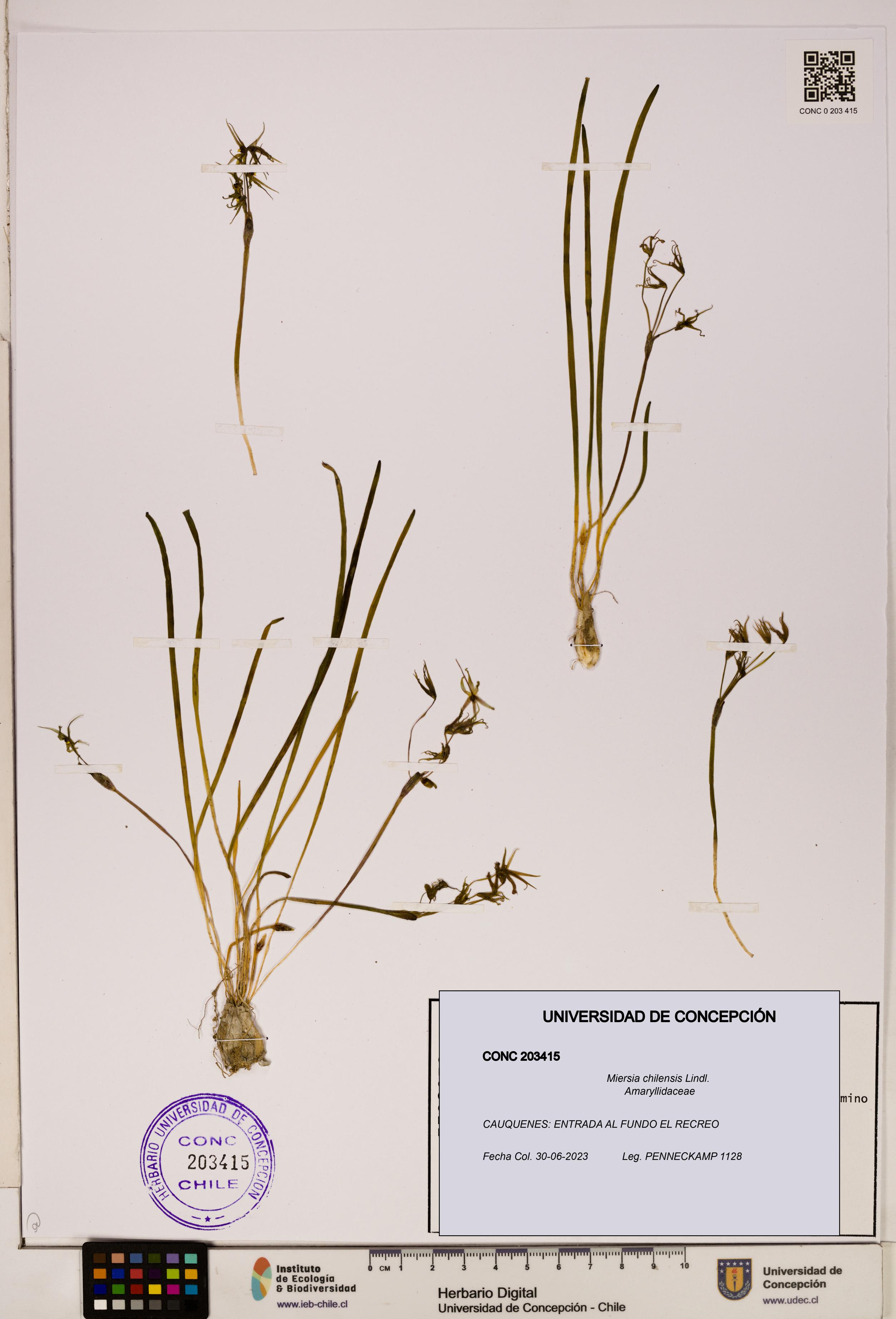 Miersia chilensis [Espécimen: UDEC:CONC:0203415]