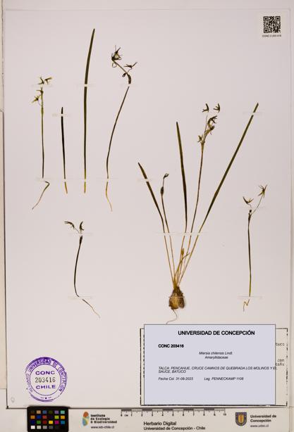 Miersia chilensis [Espécimen: UDEC:CONC:0203416]