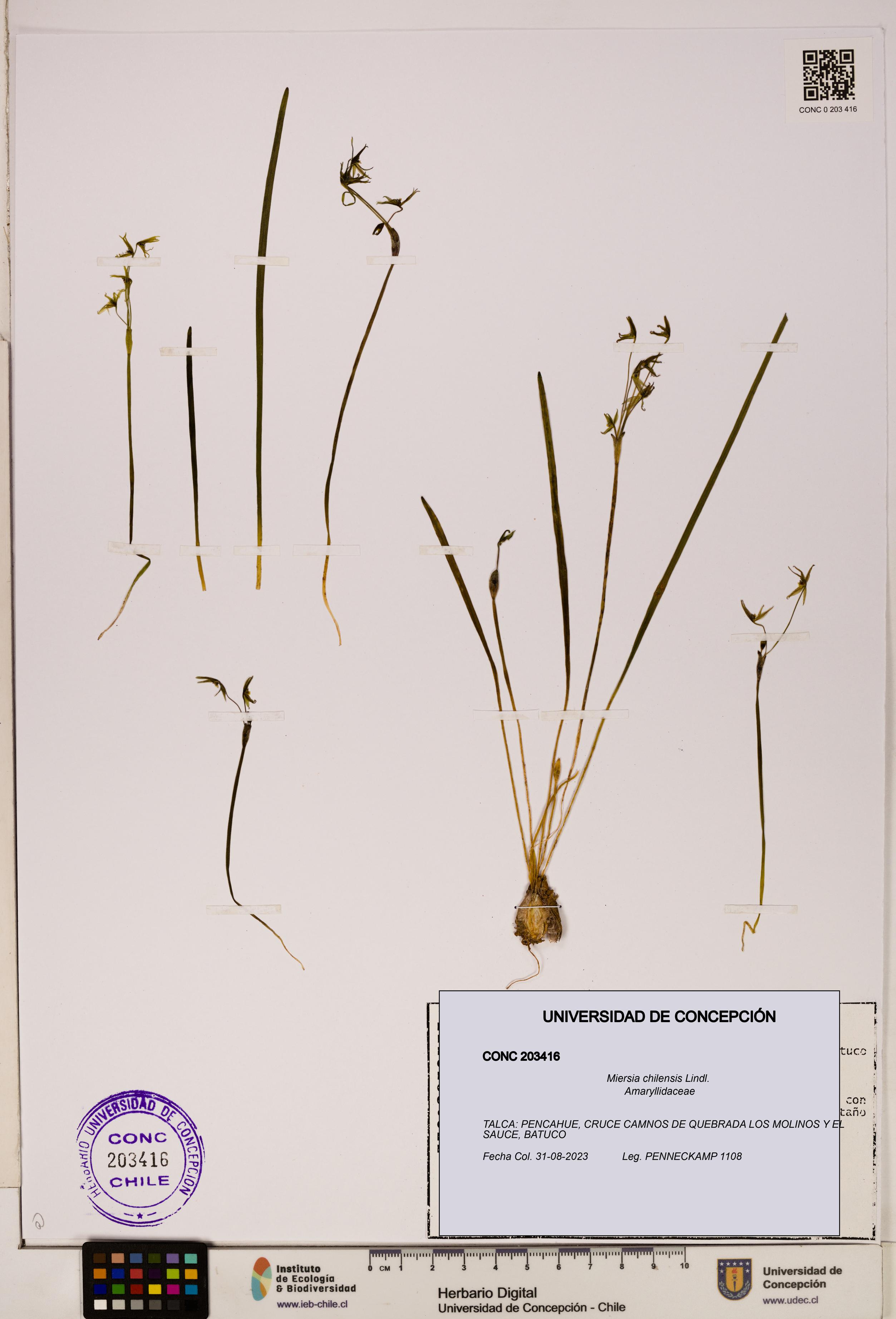 Miersia chilensis [Espécimen: UDEC:CONC:0203416]