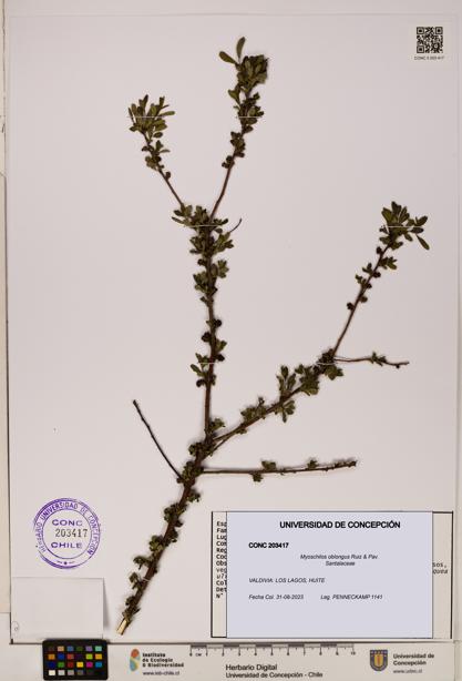 Myoschilos oblongus [Espécimen: UDEC:CONC:0203417]