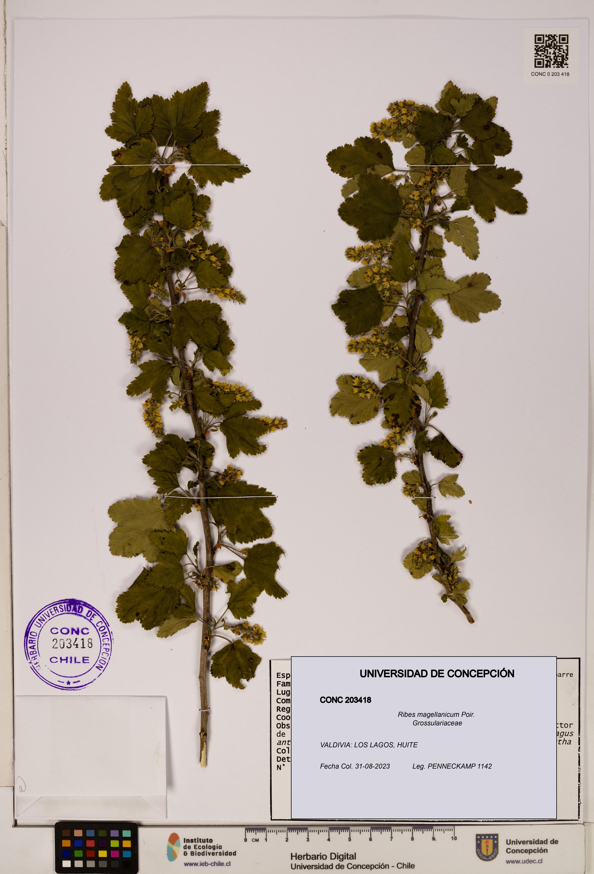 Ribes magellanicum [Espécimen: ]