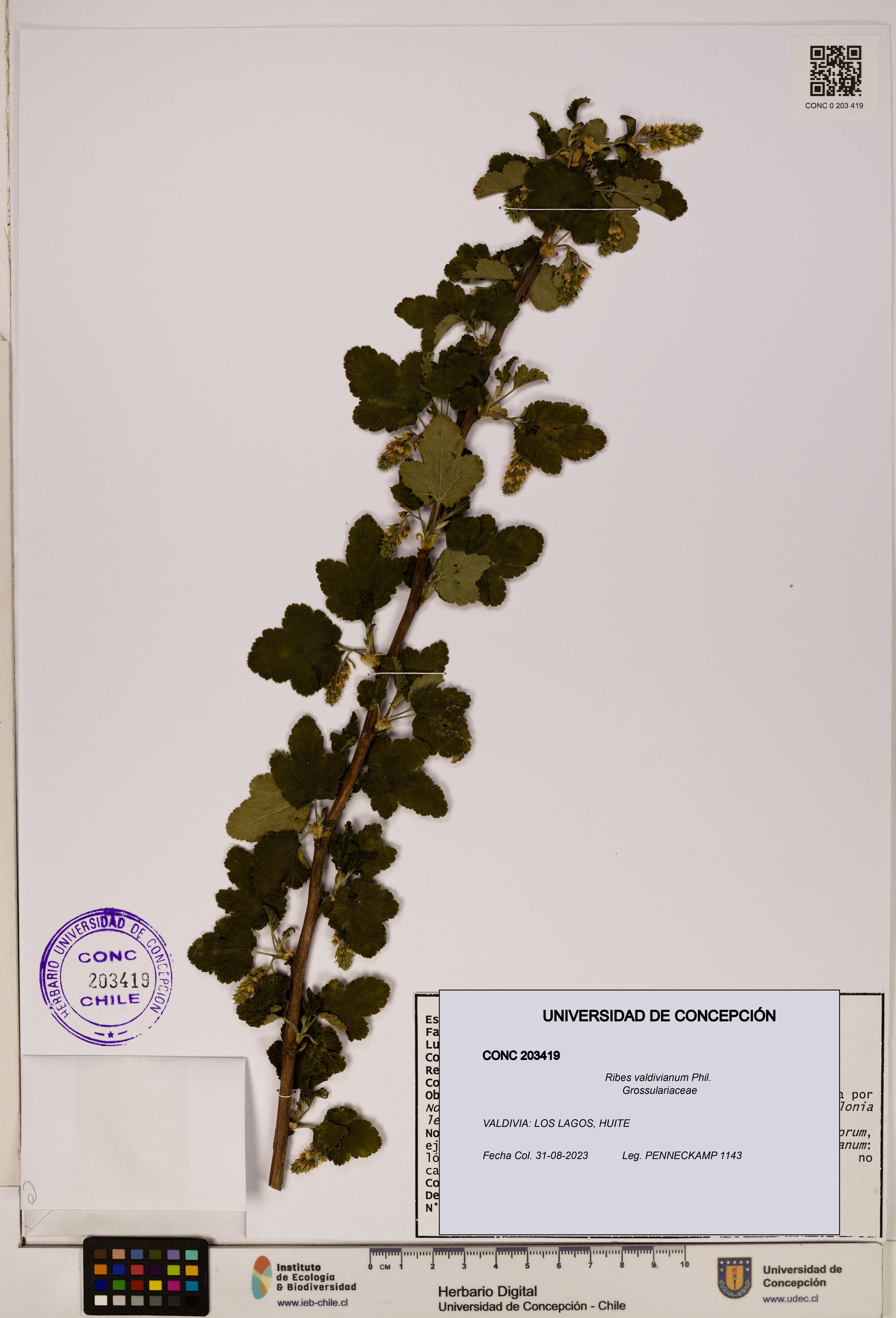 Ribes valdivianum [Espécimen: ]