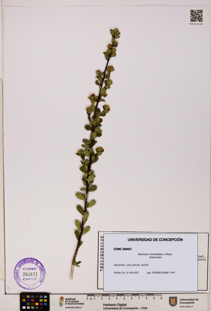 Baccharis rhomboidalis [Espécimen: UDEC:CONC:0203421]