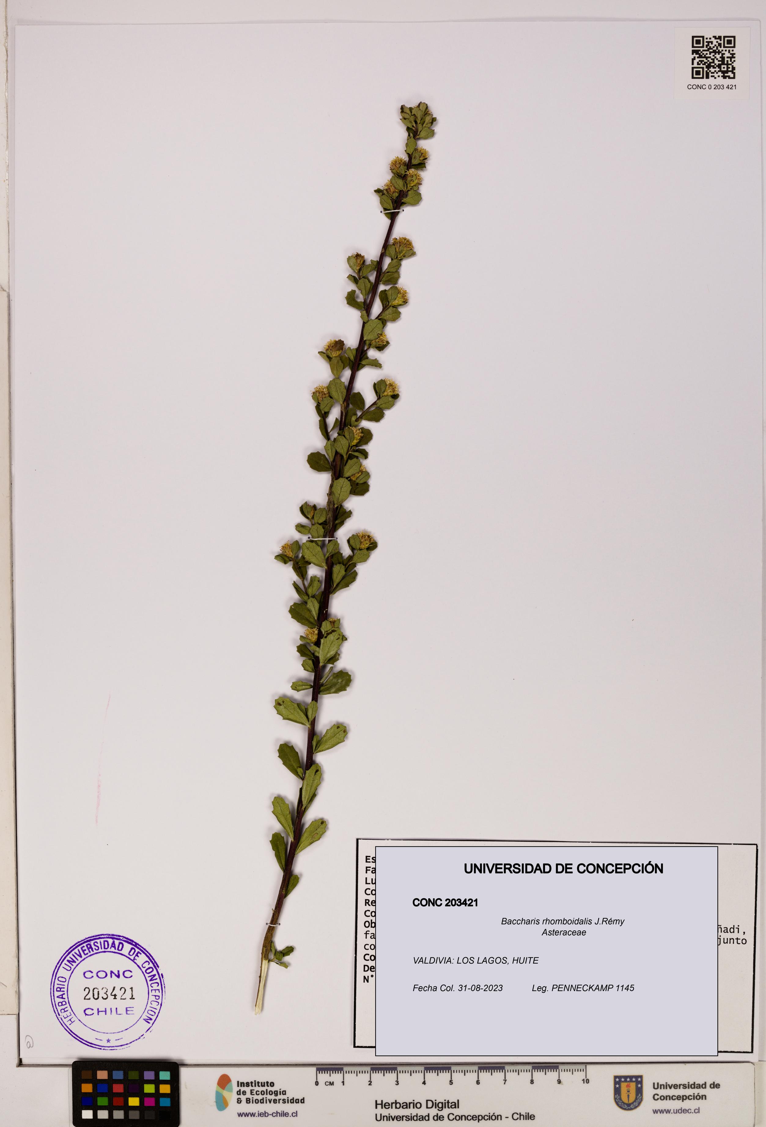 Baccharis rhomboidalis [Espécimen: UDEC:CONC:0203421]
