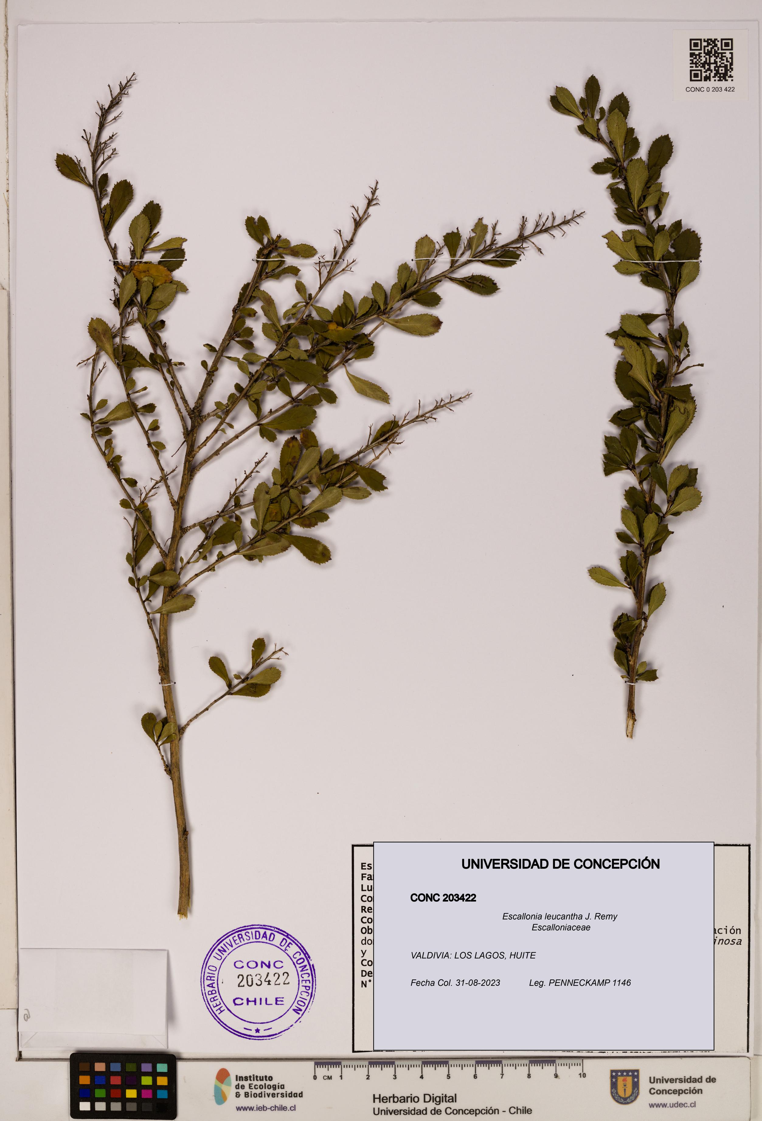 Escallonia leucantha [Espécimen: UDEC:CONC:0203422]