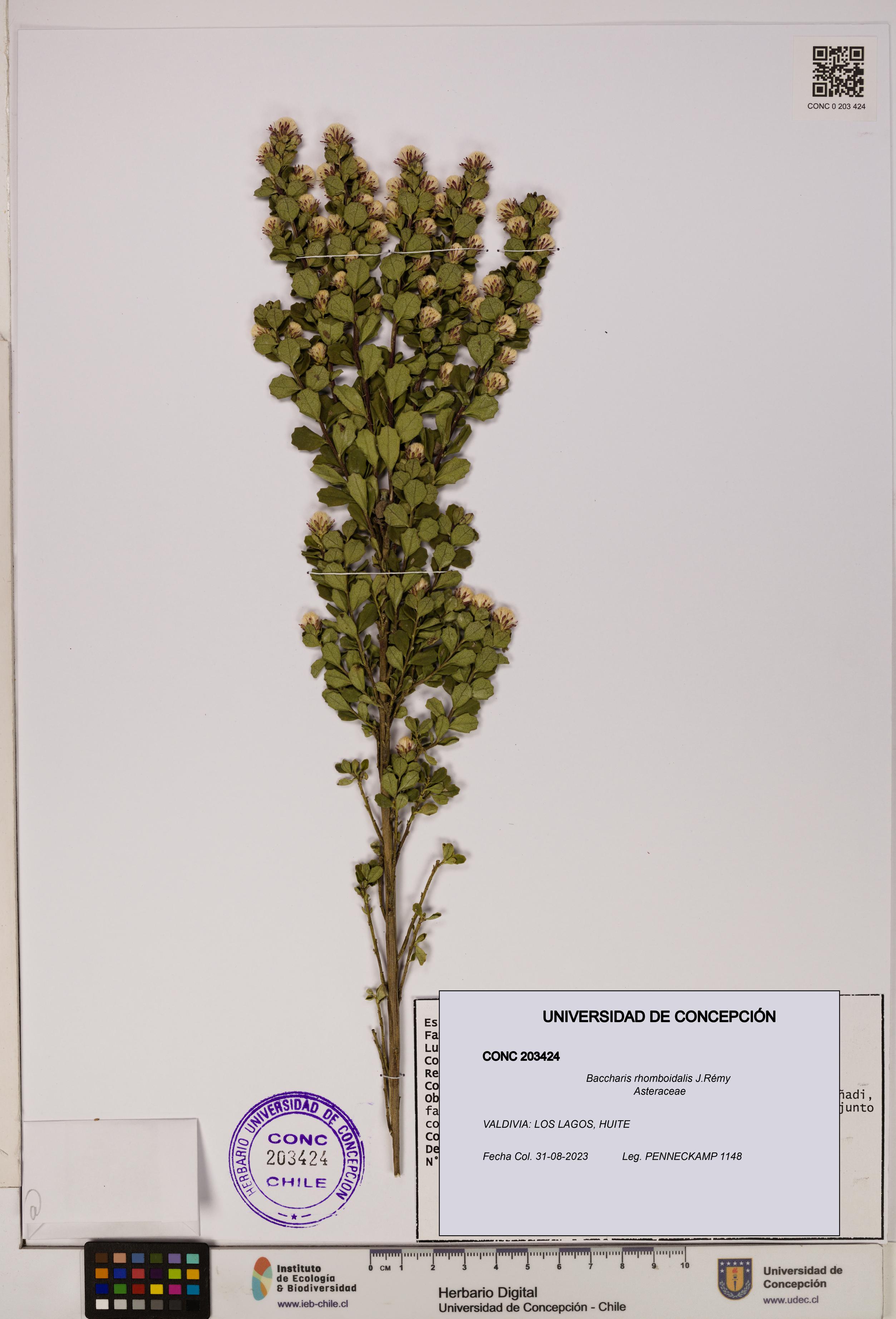 Baccharis rhomboidalis [Espécimen: UDEC:CONC:0203424]