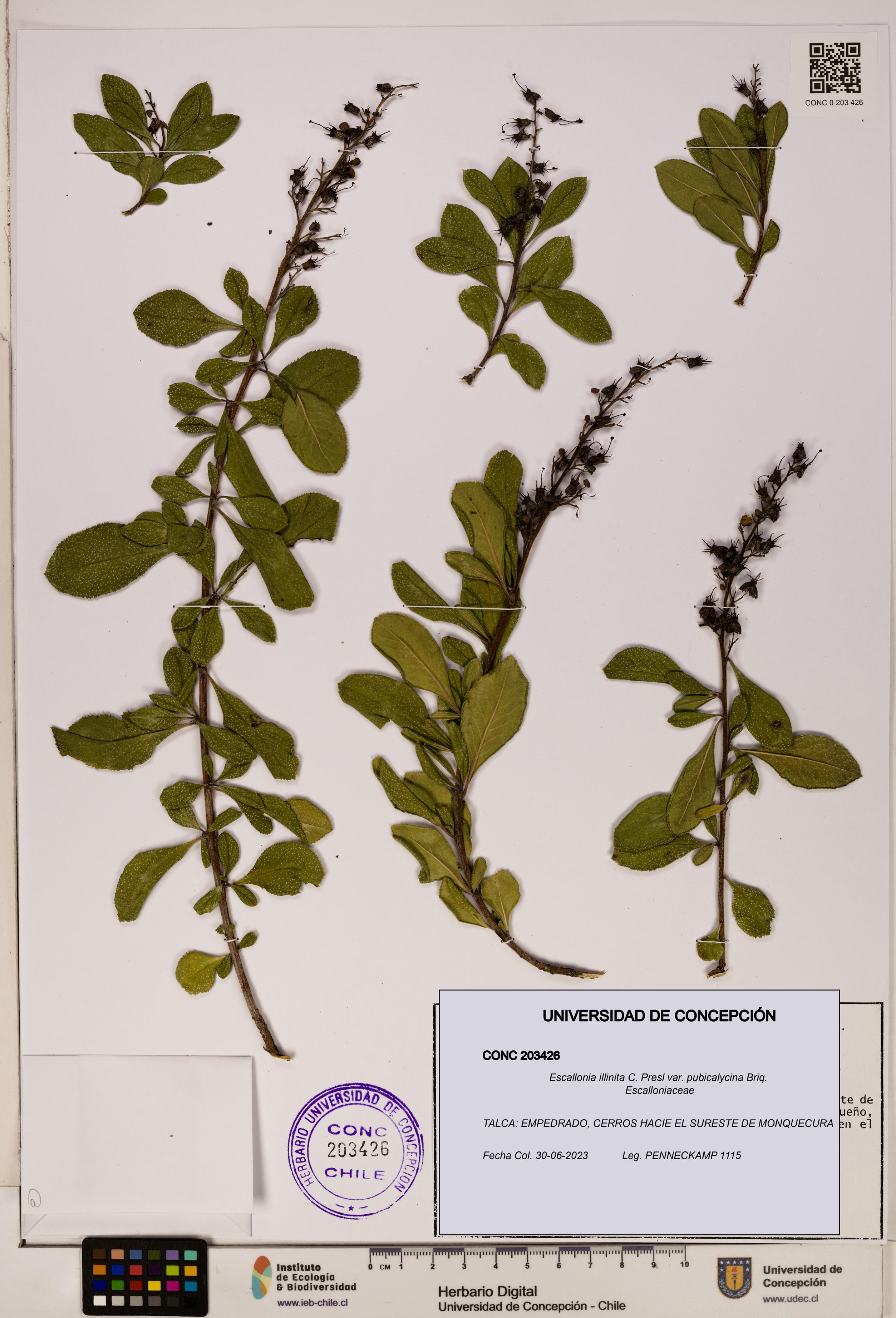 Escallonia illinita [Espécimen: UDEC:CONC:0203426]