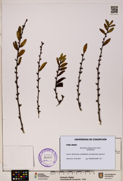 Myoschilos oblongus [Espécimen: UDEC:CONC:0203427]