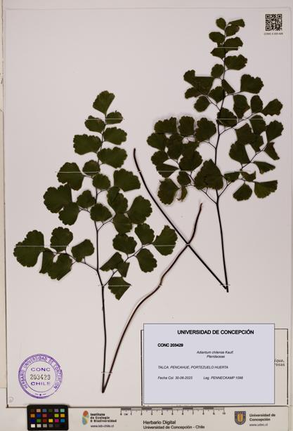Adiantum chilense [Espécimen: UDEC:CONC:0203429]