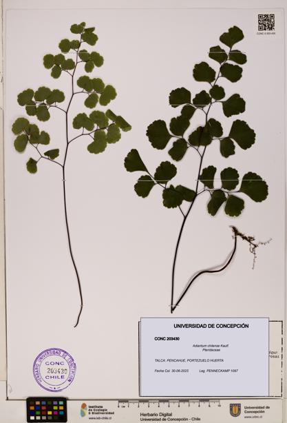 Adiantum chilense [Espécimen: UDEC:CONC:0203430]