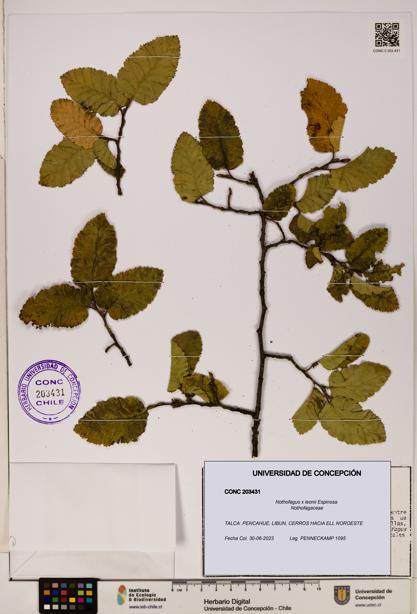 Nothofagus x leonii [Espécimen: UDEC:CONC:0203431]