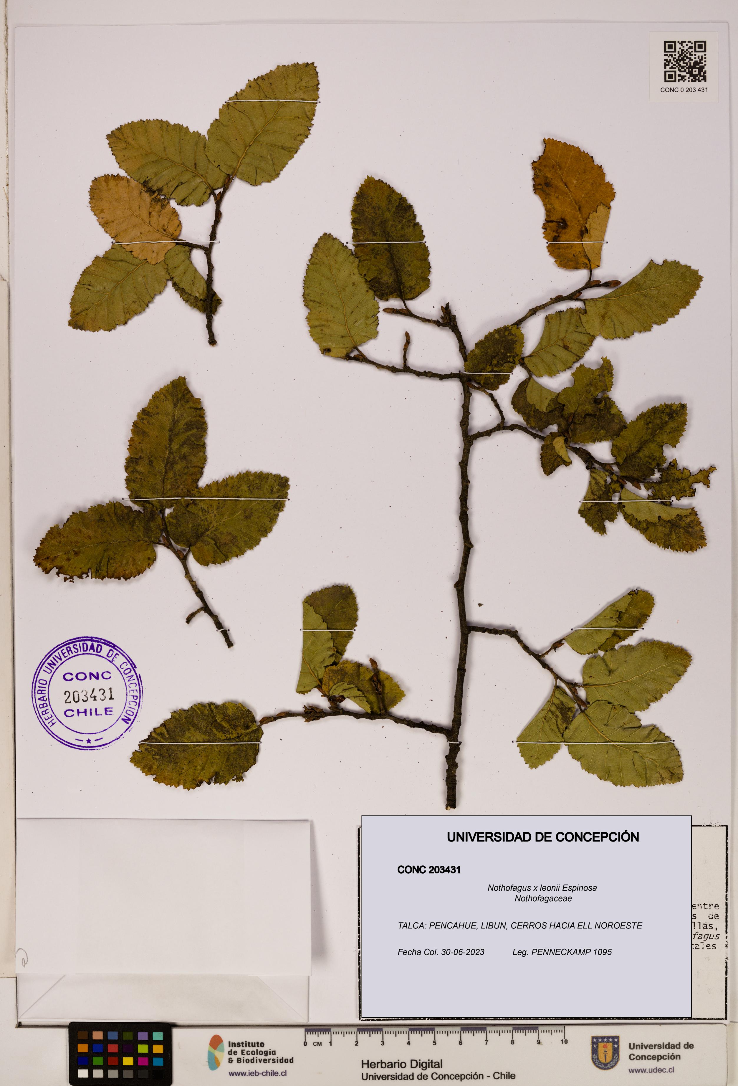 Nothofagus x leonii [Espécimen: UDEC:CONC:0203431]