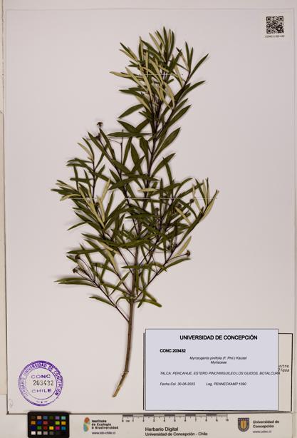 Myrceugenia pinifolia [Espécimen: ]