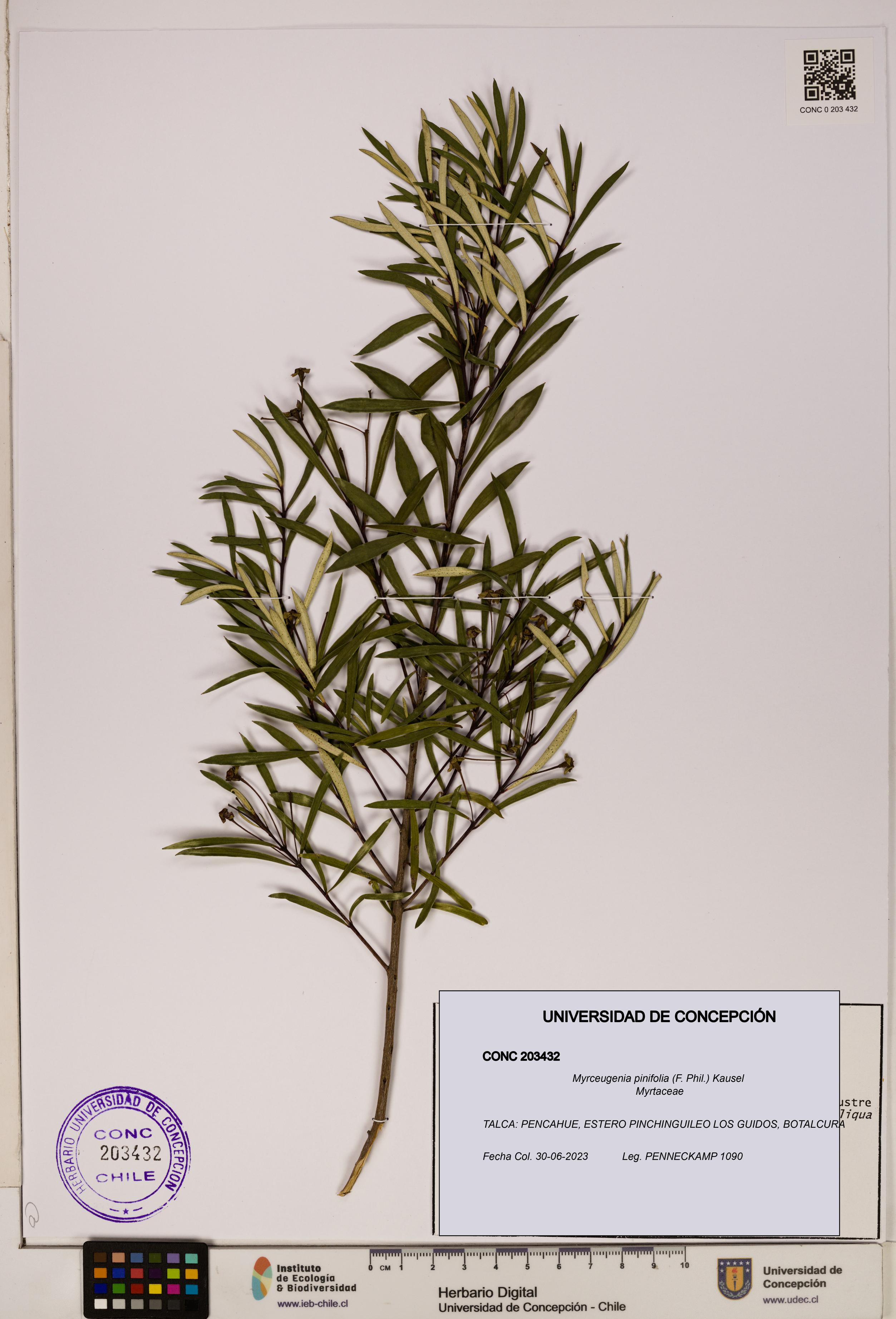 Myrceugenia pinifolia [Espécimen: ]
