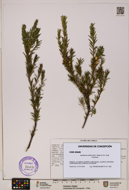 Gaultheria linifolia [Espécimen: UDEC:CONC:0203436]