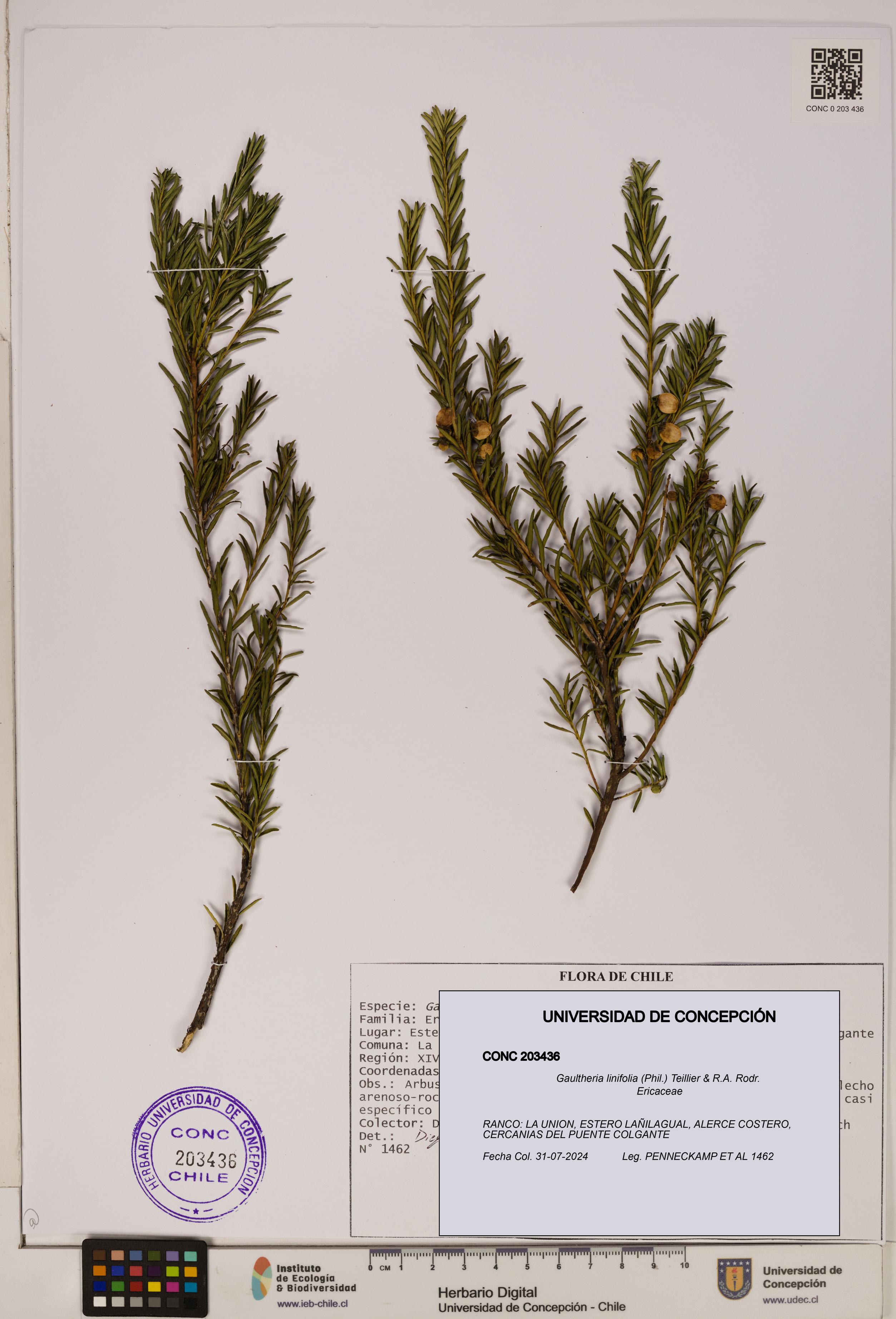 Gaultheria linifolia [Espécimen: UDEC:CONC:0203436]