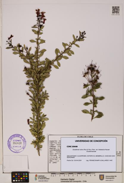 Escallonia rubra [Espécimen: UDEC:CONC:0203438]