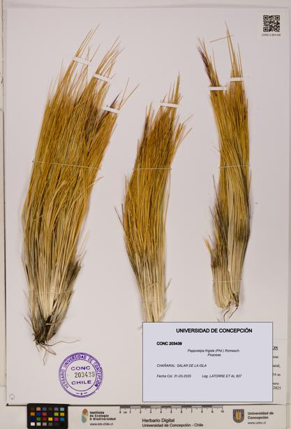 Pappostipa frigida [Espécimen: ]