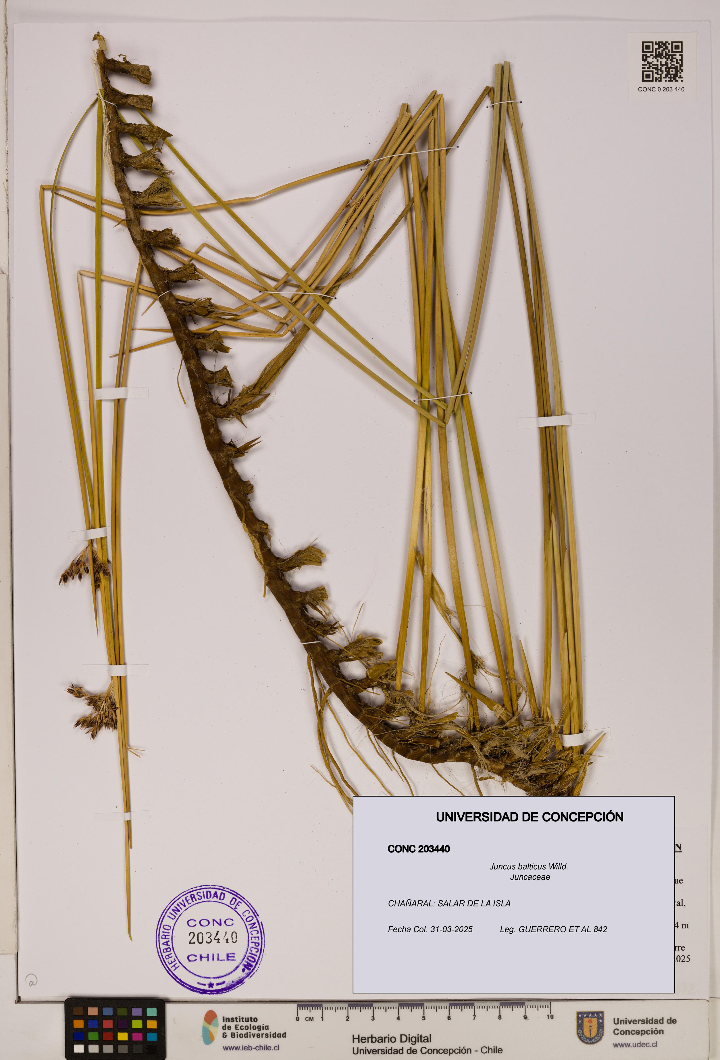 Juncus balticus [Espécimen: UDEC:CONC:0203440]