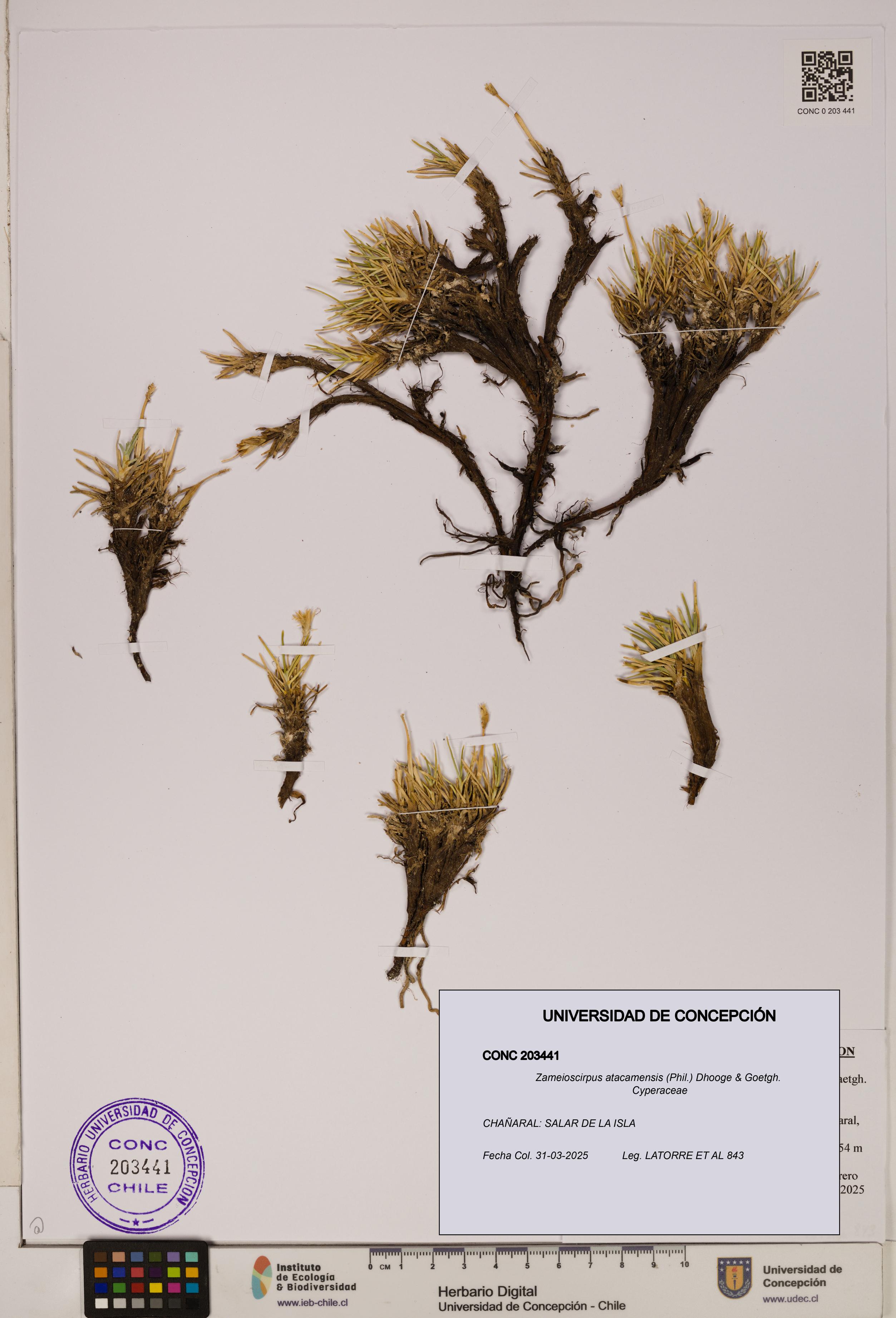 Zameioscirpus atacamensis [Espécimen: ]